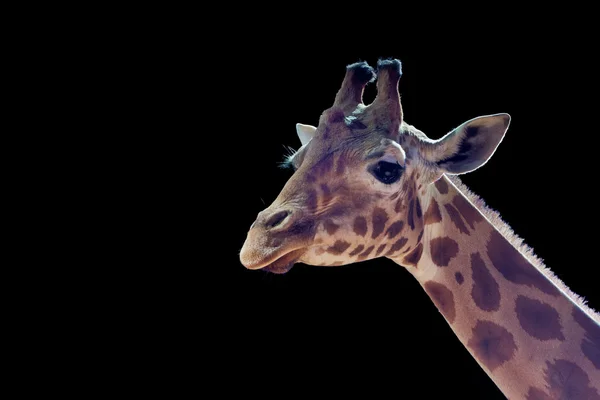 Izole giraff kapatmak dikey — Stok fotoğraf