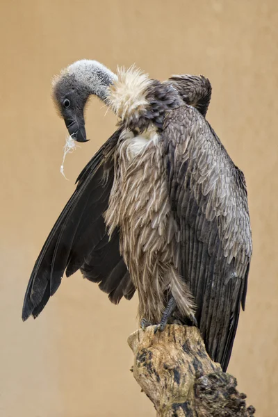Isolated vulture, buzzard looking at you — Stock Photo, Image