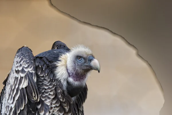 Isolated vulture, buzzard looking at you — Stock Photo, Image