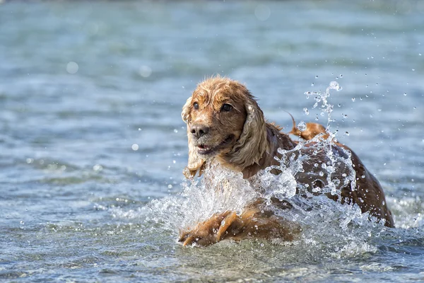 Cucciolo cane cocker spaniel — Foto Stock