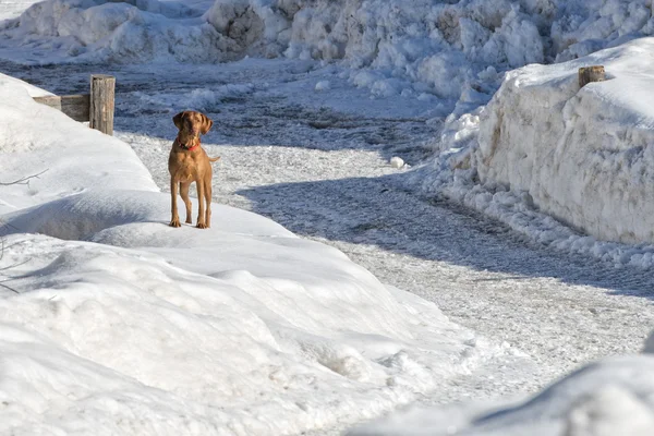 Brown puppy dog while playing on the snow — Stock Photo, Image