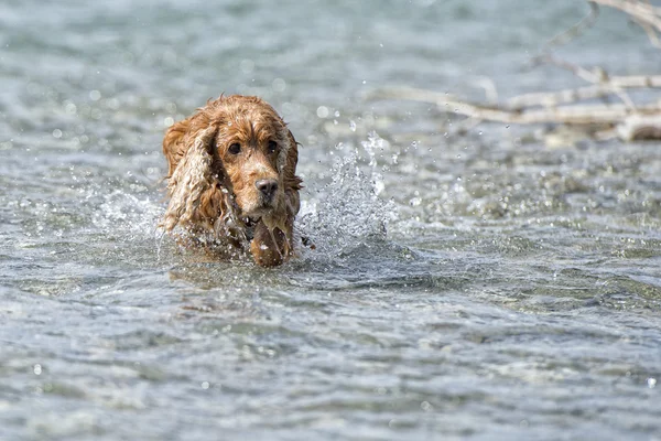 Cachorro perro cocker spaniel —  Fotos de Stock