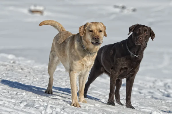 Hunde beim Spielen im Schnee — Stockfoto