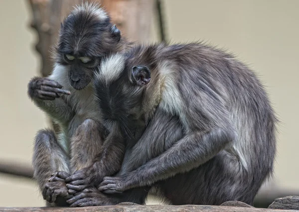 Dois macacos de mãos dadas — Fotografia de Stock