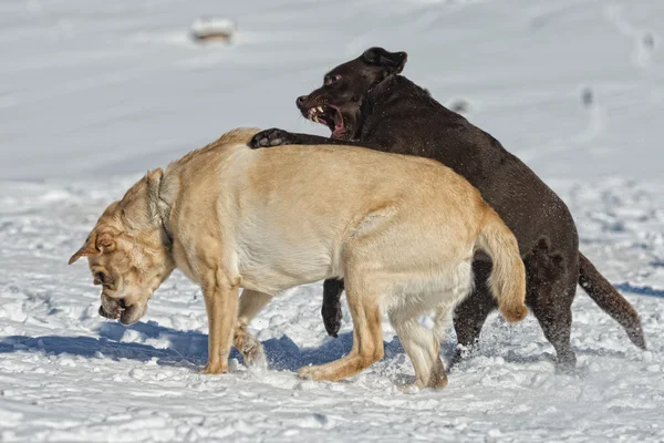 Cães enquanto joga na neve — Fotografia de Stock