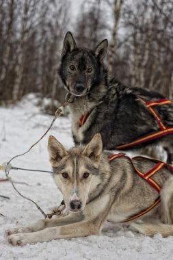 kış döneminde lapland kızak köpeğiyle kızak