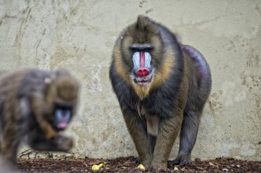 izole Mandrill'di maymun portre