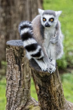 lemur maymunu