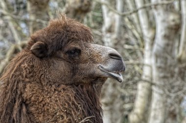 Bedevi oasis oturan izole dromedar deve