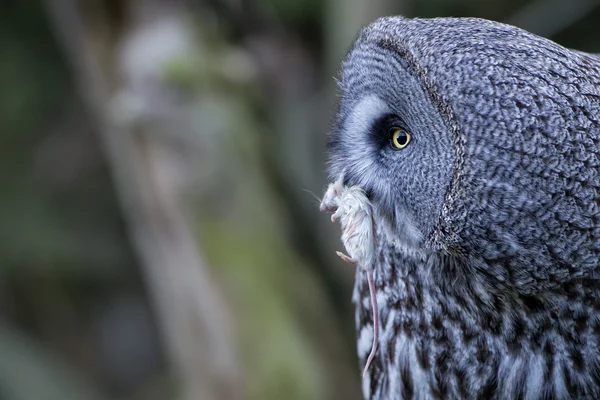 Hibou gris portrait tout en mangeant une souris — Photo