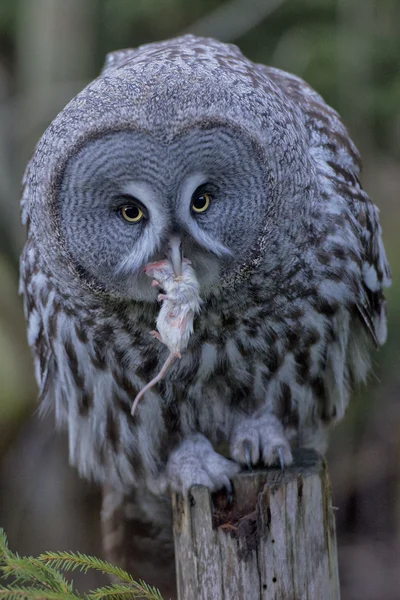 Hibou gris portrait tout en mangeant une souris — Photo