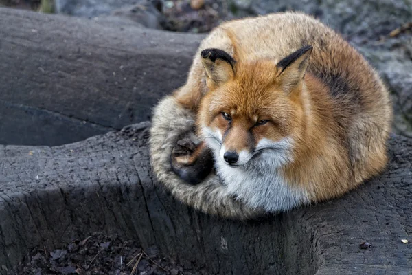 Rotfuchs-Porträt — Stockfoto