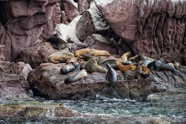 Sea lion seals relaxing — Stock Photo, Image