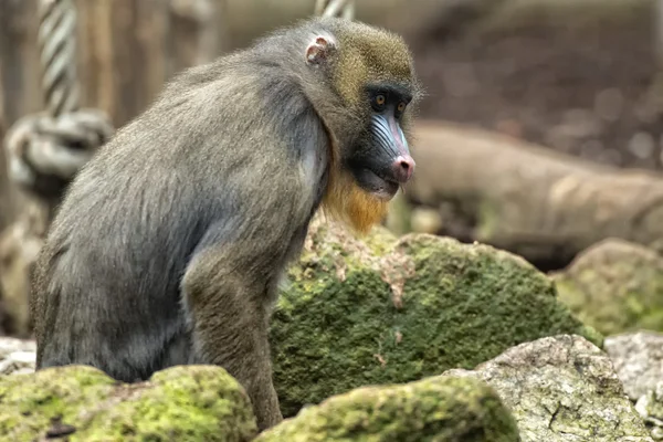 Retrato isolado do macaco Mandrill — Fotografia de Stock