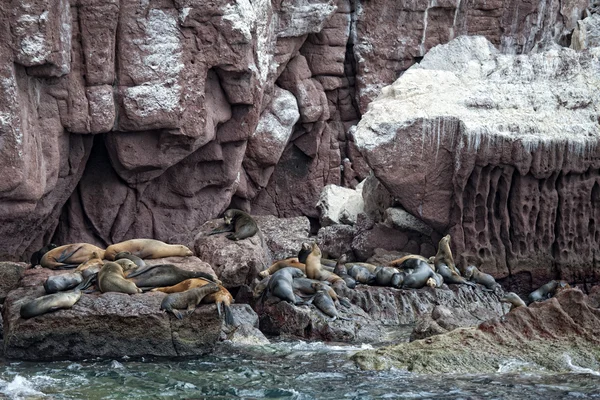 Sea lion seals relaxing — Stock Photo, Image