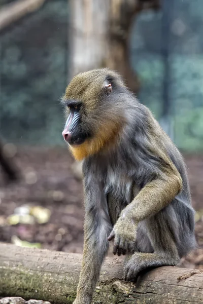 孤立的 mandrill 猴子肖像 — 图库照片