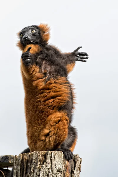 Lemur monkey while spreading arms to the sun — Stock Photo, Image