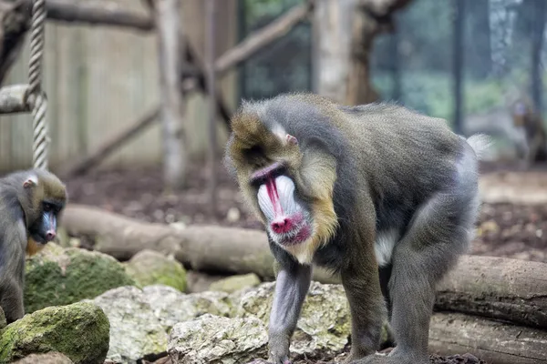 孤立的 mandrill 猴子肖像 — 图库照片