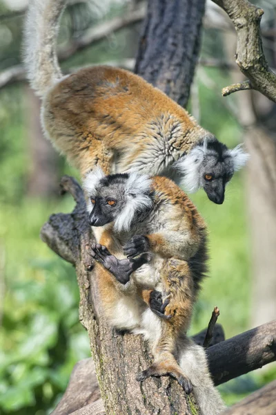 Lemur monkey while spreading arms to the sun — Stock Photo, Image