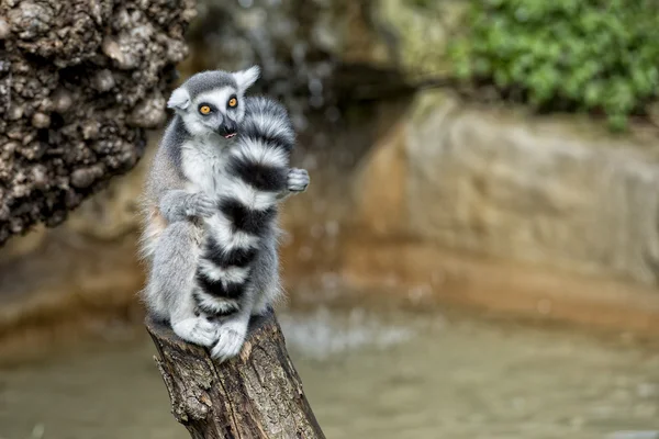 Lemur apa samtidigt sprida vapen till solen — Stockfoto