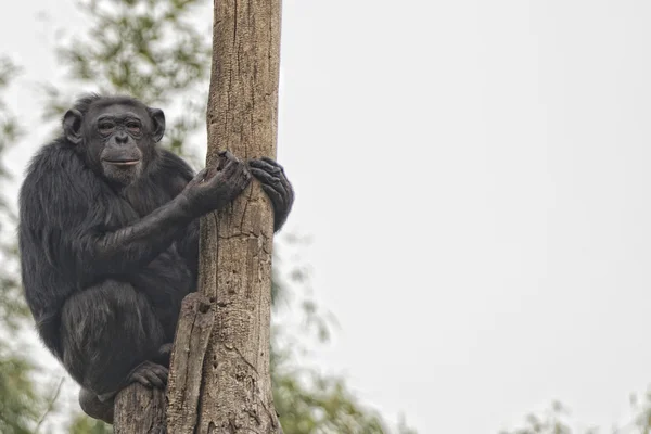 Opice šimpanz opice při pohledu na vás — Stock fotografie