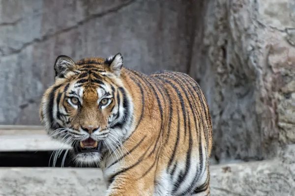 Een tijger klaar om aan te vallen kijkend naar jou — Stockfoto