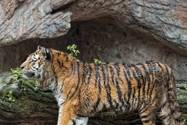 Un tigre listo para atacar mirándote — Foto de Stock