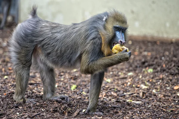 孤立的 mandrill 猴子肖像 — 图库照片