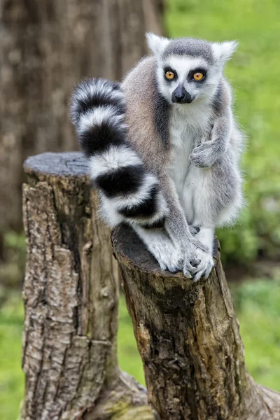 Lemur małpa — Zdjęcie stockowe