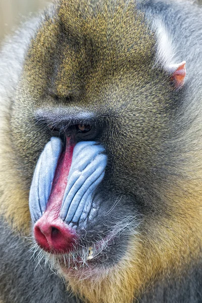 孤立的 mandrill 猴子肖像 — 图库照片