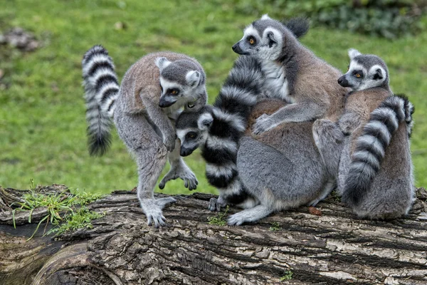 Lemur małpa — Zdjęcie stockowe