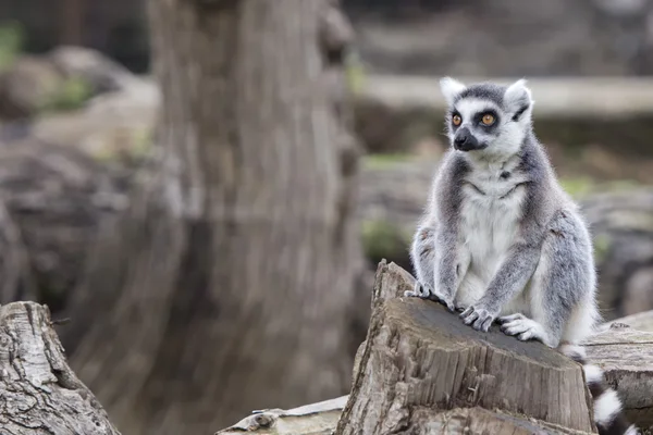 Scimmia lemure — Foto Stock