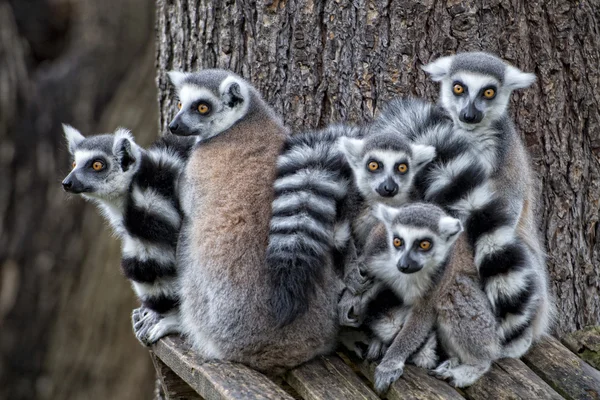 Lemur maymunu — Stok fotoğraf