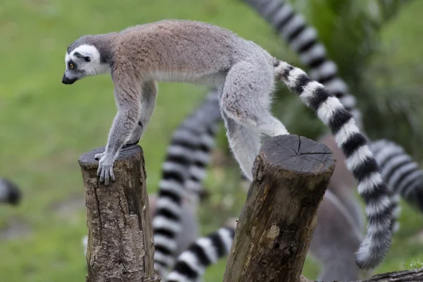 Lemur aap — Stockfoto