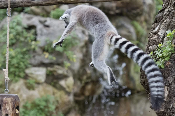 Lemur maymunu — Stok fotoğraf