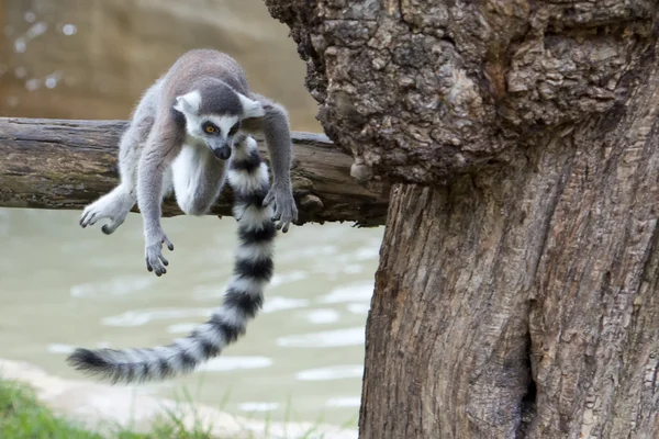 Lemur aap — Stockfoto