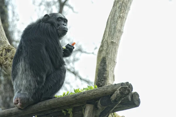 サル チンパンジーの猿を見て — ストック写真