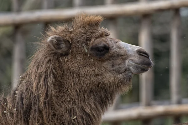 Camello aislado de Dromedar sentado cerca del oasis beduino —  Fotos de Stock