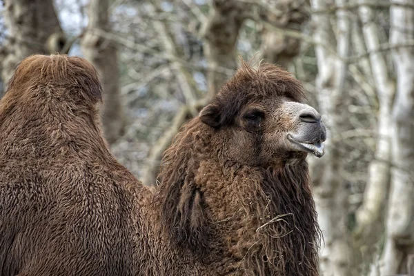 Isolerade dromedar kamel sitter nära beduin oasis — Stockfoto