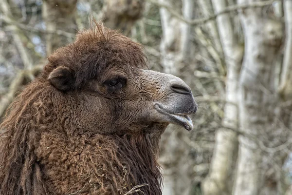 Isolerade dromedar kamel sitter nära beduin oasis — Stockfoto