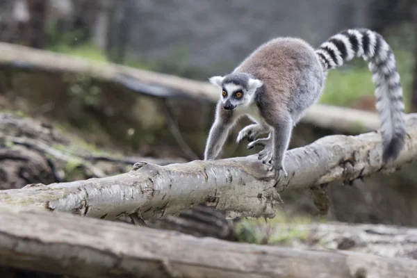 Lemur monkey Stock Photo