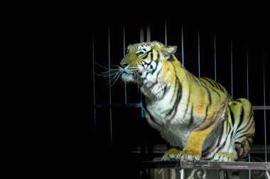 Kafesli circus tiger sana bakarken saldırmaya hazır 
