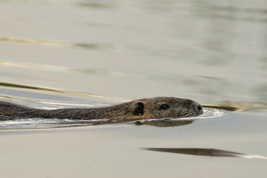 Yüzme sırasında kunduz coypu izole 