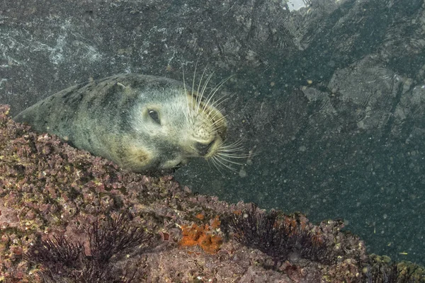 Männlicher Seelöwe unter Wasser, der dich ansieht — Stockfoto