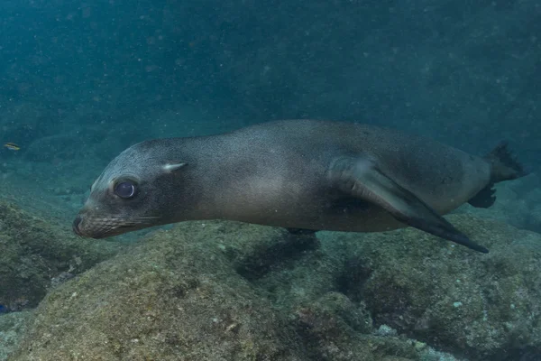 Puppy sea lion underwater looking at you — Stock Photo, Image