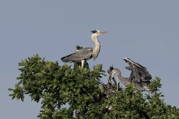 Un airone nero o blu mentre nutre il suo cucciolo — Foto Stock