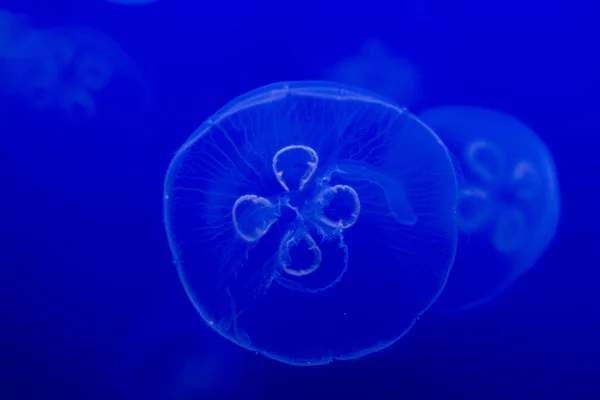 Méduses d'aquarium dans le bleu profond — Photo