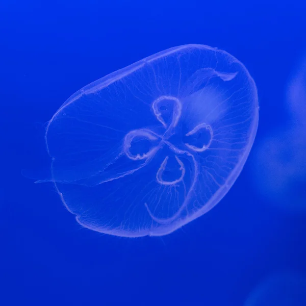 深い青で水族館のクラゲ — ストック写真