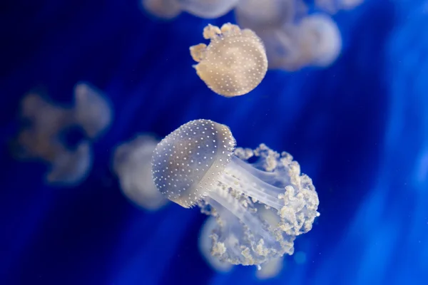 Méduses d'aquarium dans le bleu profond — Photo