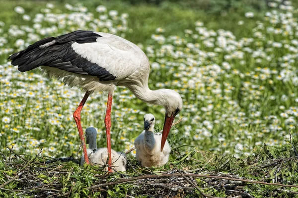 Stork with baby puppy in its nest on the daisy background — Stock Photo, Image